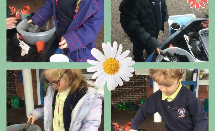 Image of EYFS Planting Sunflowers